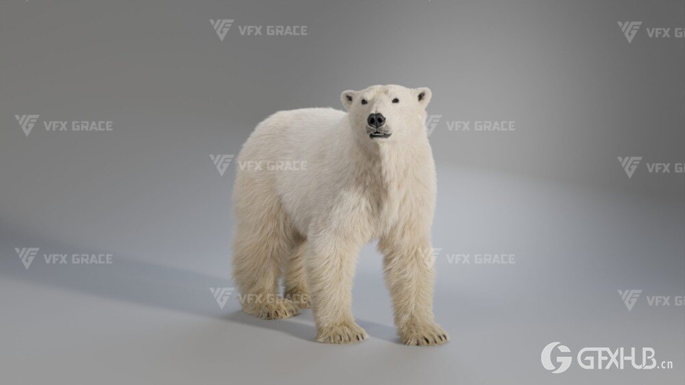 Blender 北极熊3D模型 VFX Grace – Polar Bear Rigged