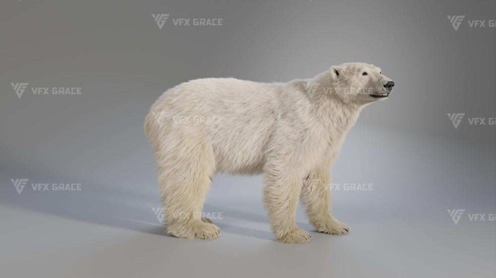 Blender 北极熊3D模型 VFX Grace – Polar Bear Rigged