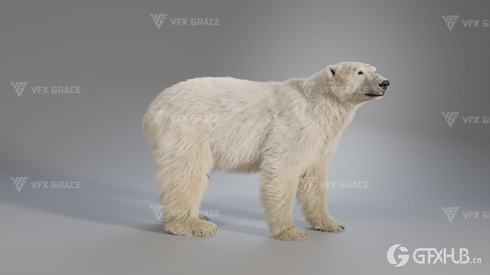 Blender 北极熊3D模型 VFX Grace – Polar Bear Rigged