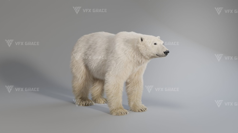 Blender 北极熊3D模型 VFX Grace – Polar Bear Rigged