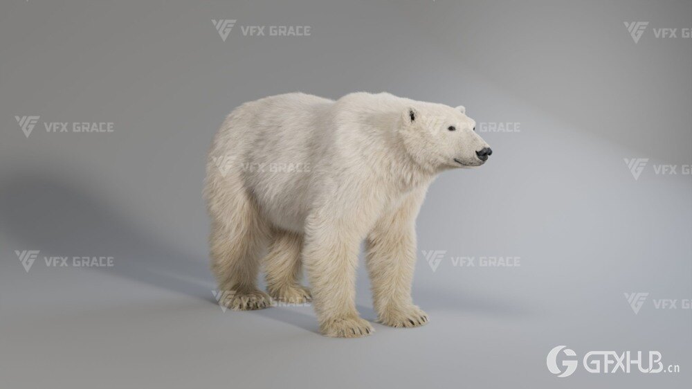 Blender 北极熊3D模型 VFX Grace – Polar Bear Rigged