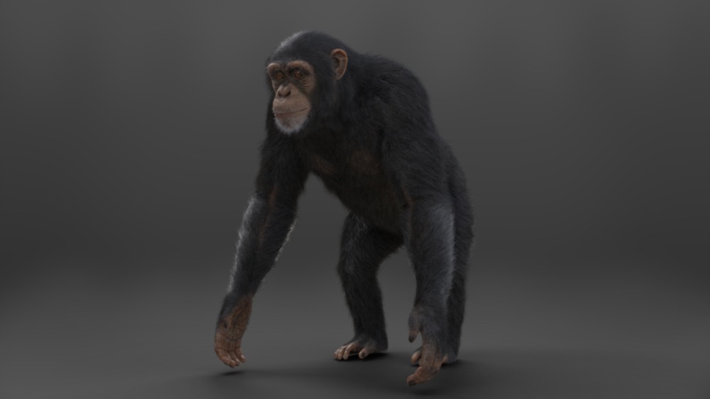 Blender黑猩猩3D模型 VFX Grace – Chimpanzee Animated