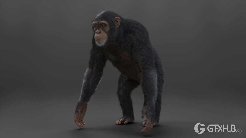 Blender黑猩猩3D模型 VFX Grace – Chimpanzee Animated