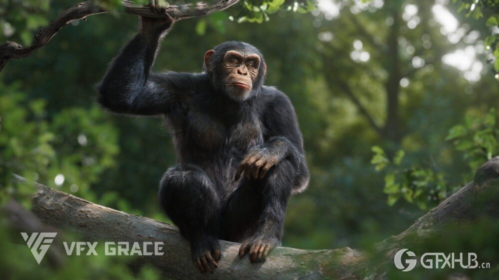 Blender黑猩猩3D模型 VFX Grace – Chimpanzee Animated