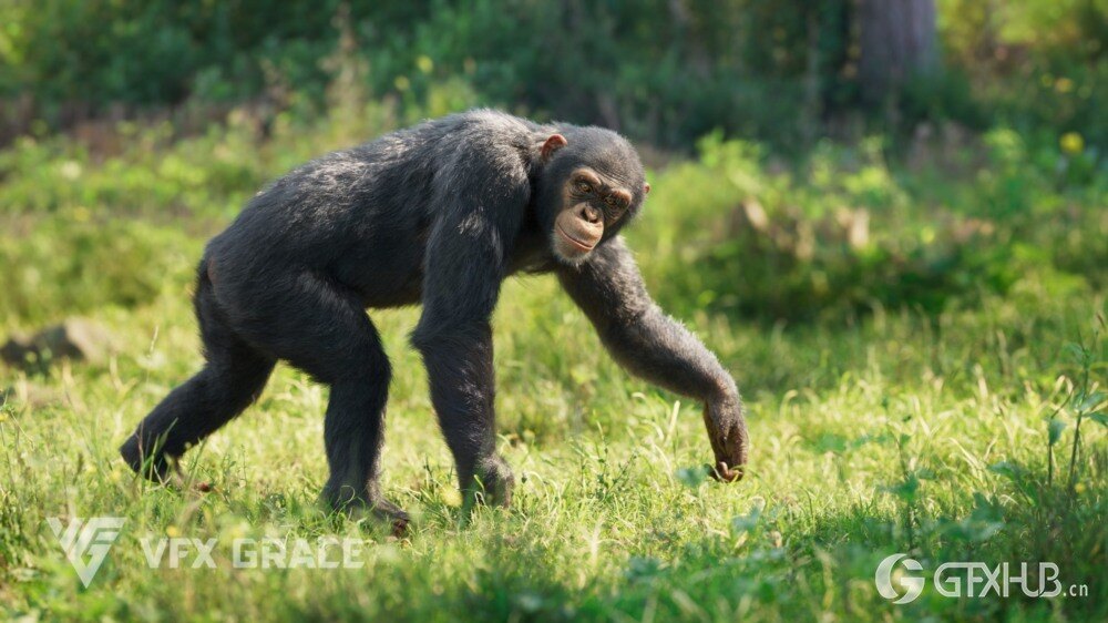 Blender黑猩猩3D模型 VFX Grace – Chimpanzee Animated