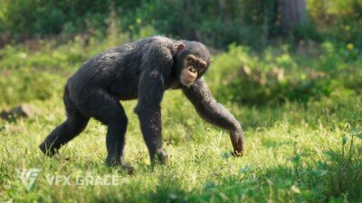 Blender黑猩猩3D模型 VFX Grace – Chimpanzee Animated