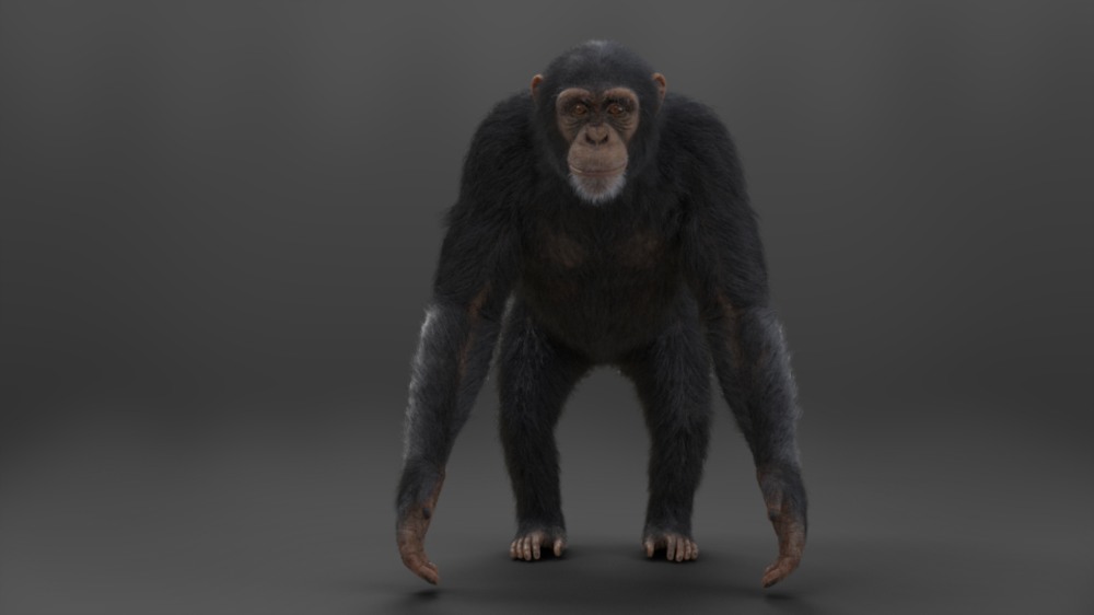 Blender黑猩猩3D模型 VFX Grace – Chimpanzee Animated