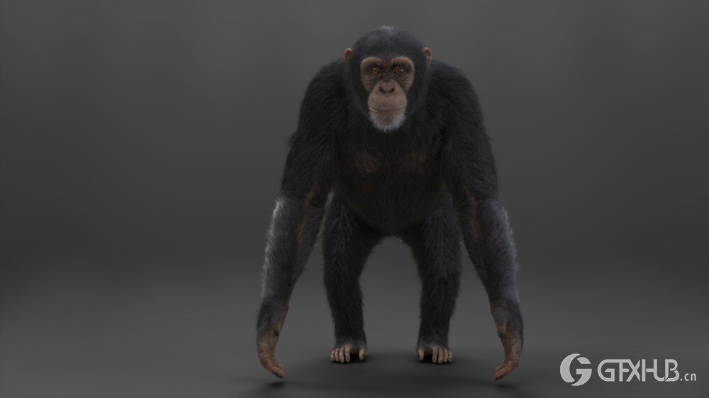 Blender黑猩猩3D模型 VFX Grace – Chimpanzee Animated