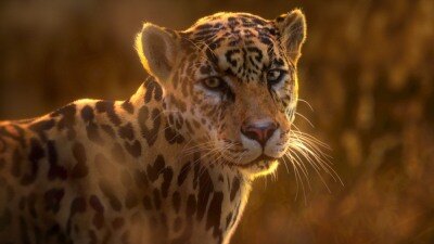 Blender 美洲豹3D模型 VFX Grace – Jaguar (Panthera Onca) Animation