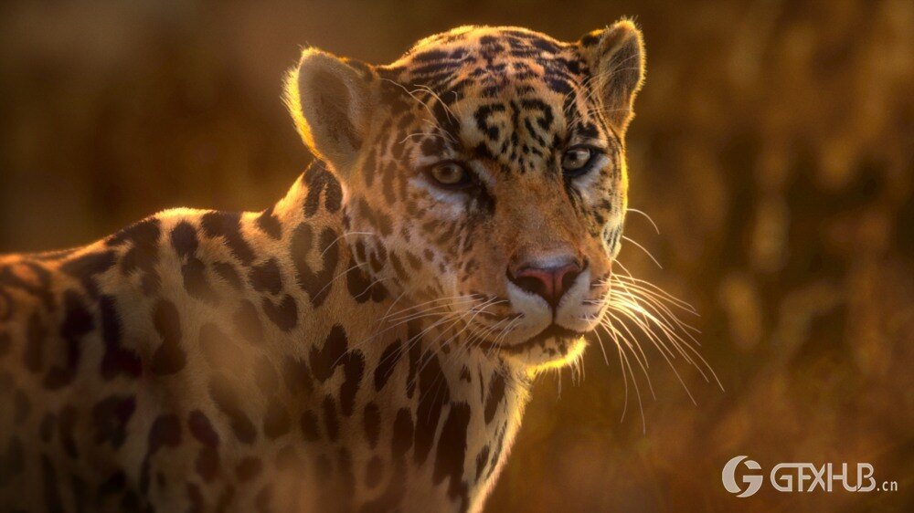 Blender 美洲豹3D模型 VFX Grace – Jaguar (Panthera Onca) Animation