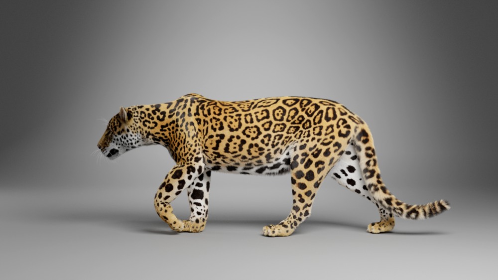 Blender 美洲豹3D模型 VFX Grace – Jaguar (Panthera Onca) Animation
