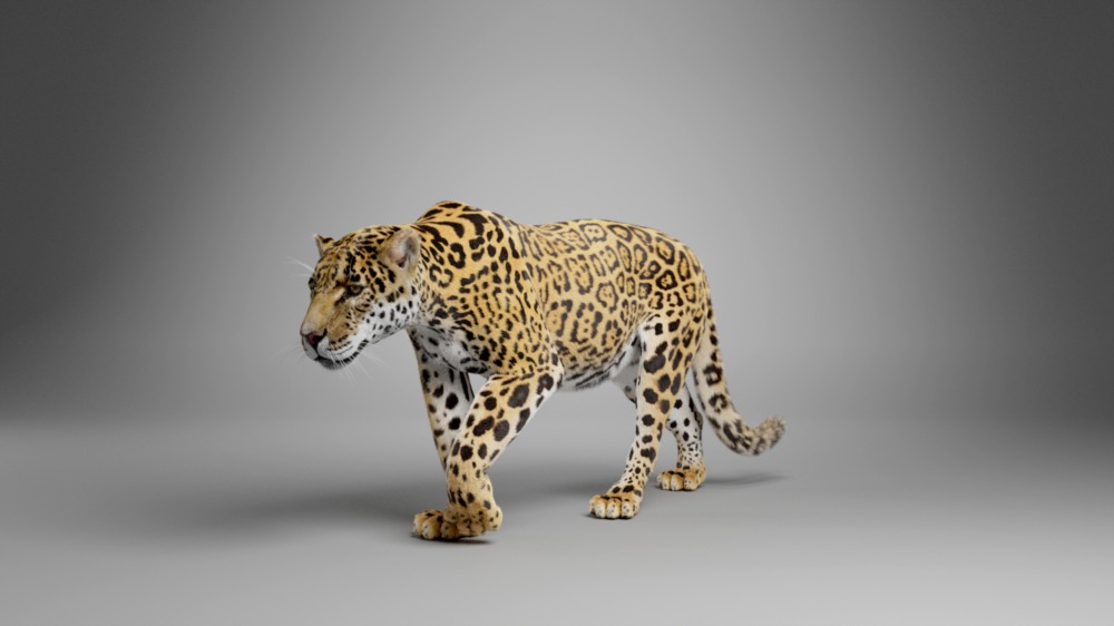 Blender 美洲豹3D模型 VFX Grace – Jaguar (Panthera Onca) Animation