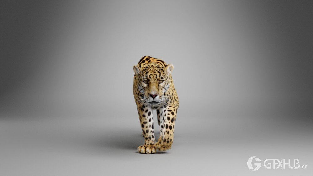 Blender 美洲豹3D模型 VFX Grace – Jaguar (Panthera Onca) Animation