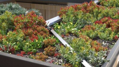 Maxtree – Plant Models Vol 14 – Blender