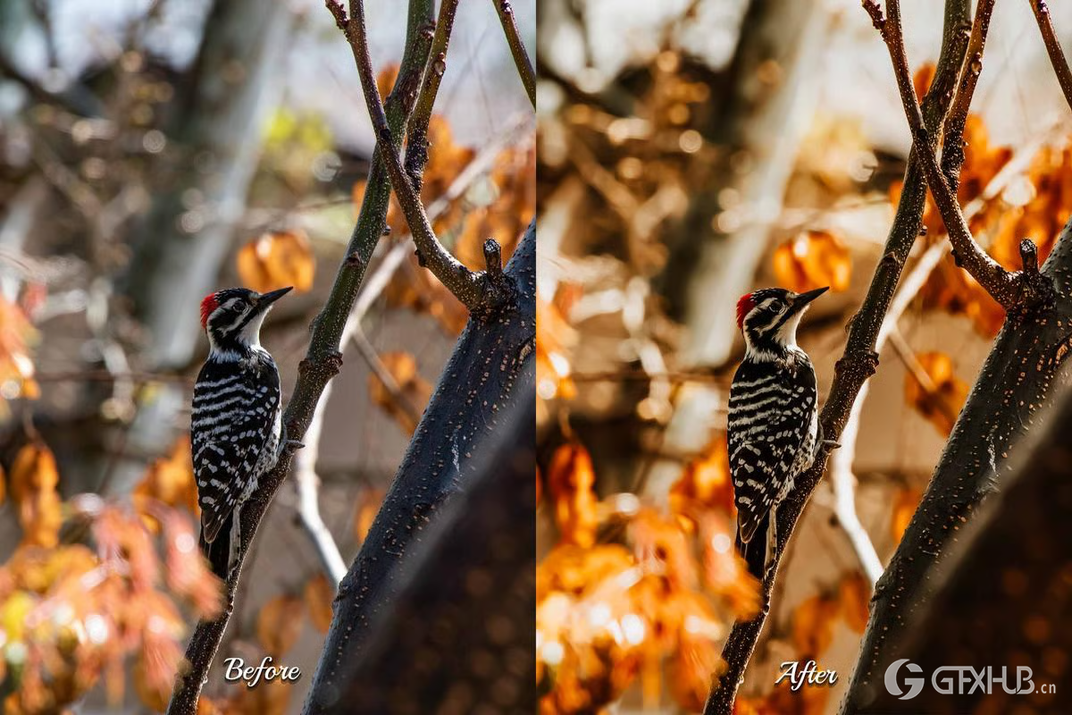 30 个金秋视频 LUT：电影、生活方式和家庭视频的暖秋色彩分级 季节性 LUT 包