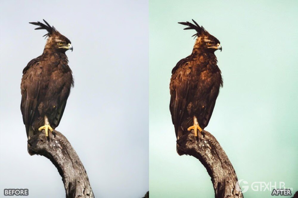 野生动物 Lightroom 预设包 Wild Life Animal Lightroom Presets Pack