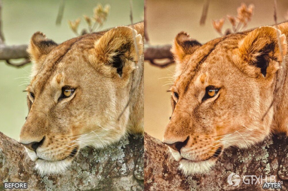 野生动物 Lightroom 预设包 Wild Life Animal Lightroom Presets Pack