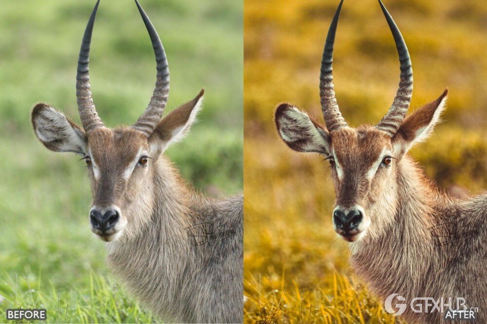 野生动物 Lightroom 预设包 Wild Life Animal Lightroom Presets Pack