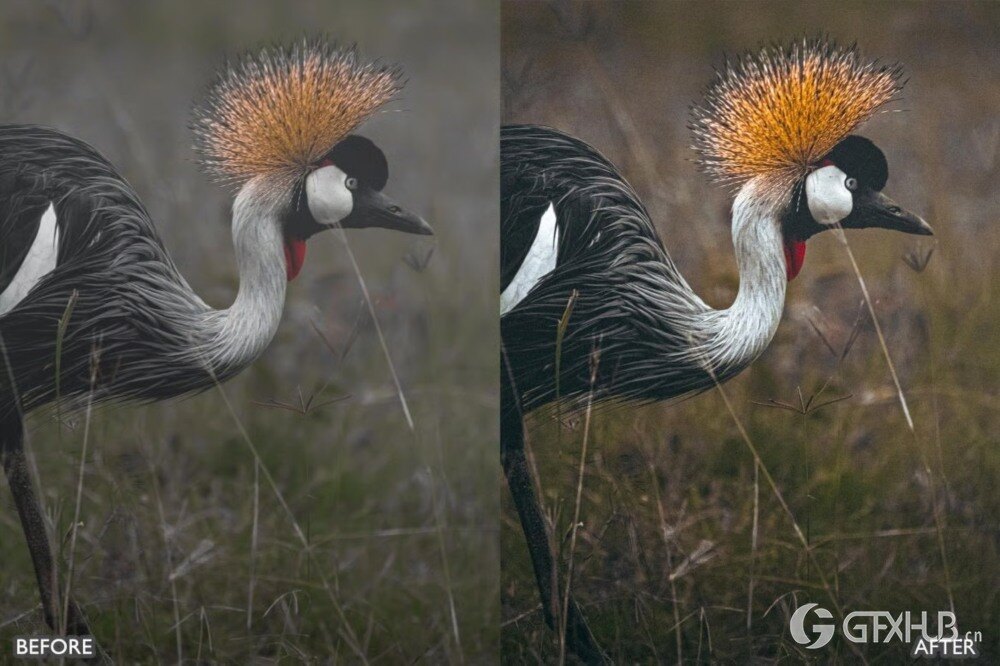 野生动物 Lightroom 预设包 Wild Life Animal Lightroom Presets Pack