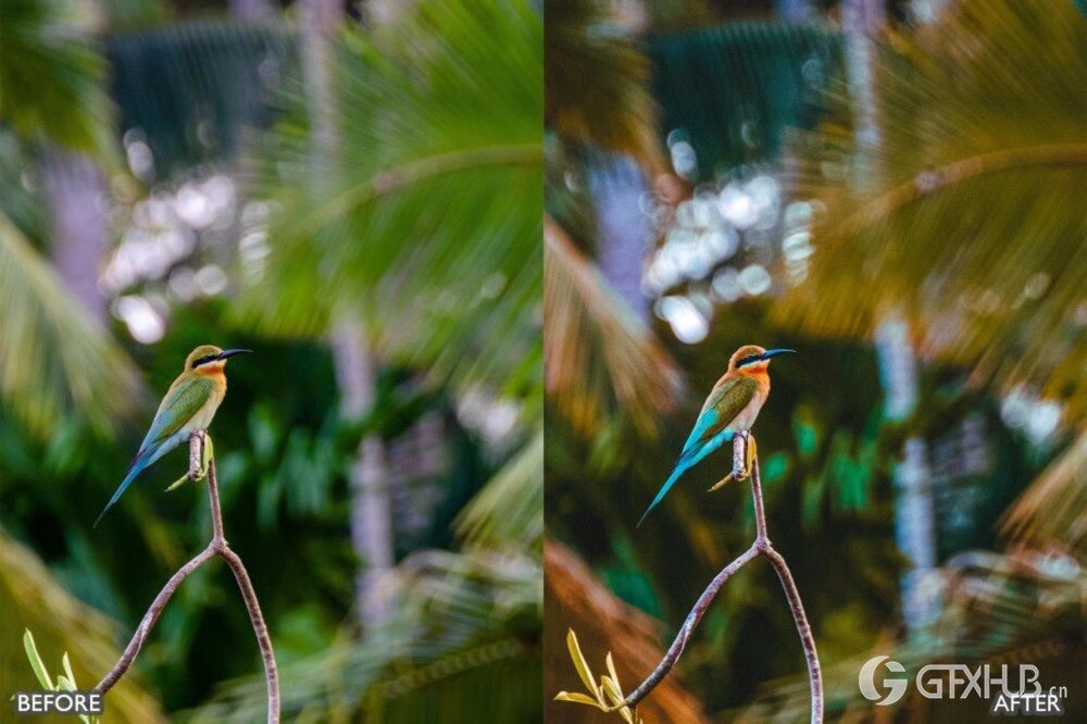 野生动物 Lightroom 预设包 Wild Life Animal Lightroom Presets Pack