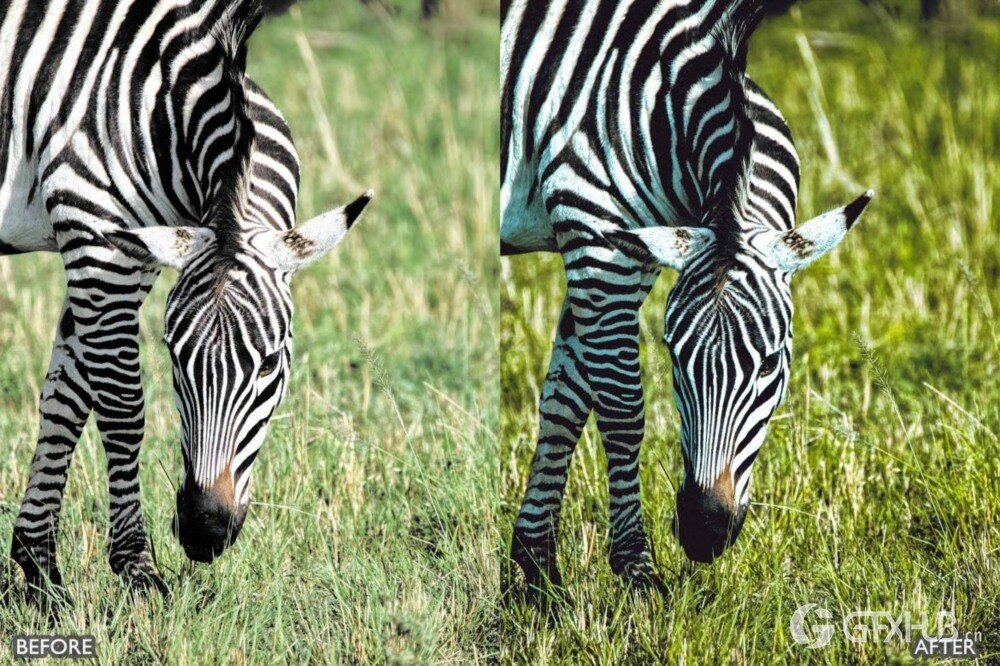 野生动物 Lightroom 预设包 Wild Life Animal Lightroom Presets Pack