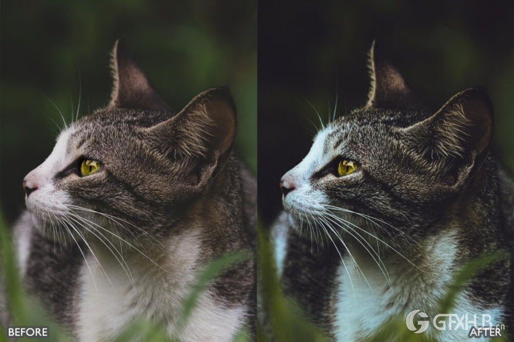 野生动物 Lightroom 预设包 Wild Life Animal Lightroom Presets Pack
