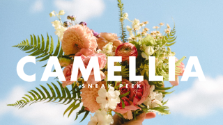 Camellia 山茶花预设：春日柔雾粉彩调色套装｜梦幻发光质感 LR 预设